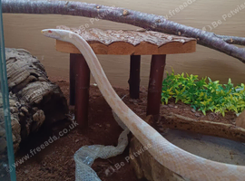 Two corn snakes
