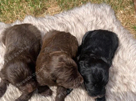 COCKAPOO 2BOYS 1 GIRL