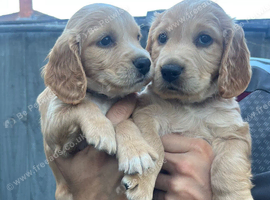 Working cocker spaniel puppies