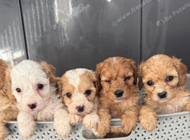 Red cavapoo puppies!