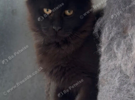 XL black,black smoke,tabby maine coon kittens