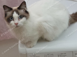 Ragdoll
