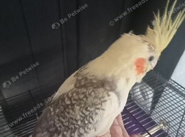 Hand reared baby cockatiel s