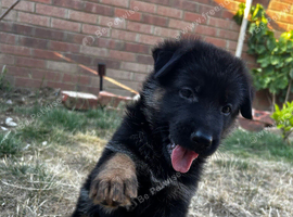 Show-Line German Shepherd Puppy