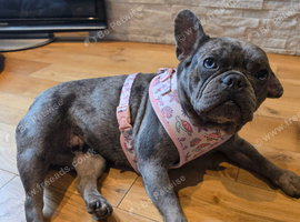 Urgent rehome/strictly no other pets