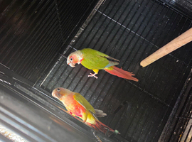 Pair of conures male and female