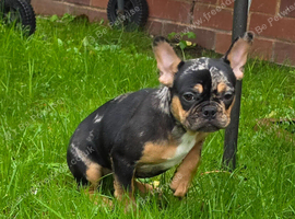 Beautiful Frenchie Pups