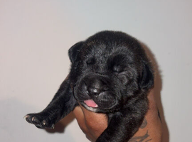 Presa canario puppy&rsquo;s