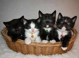 Beautiful Kittens