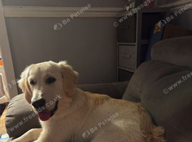 Golden retriever