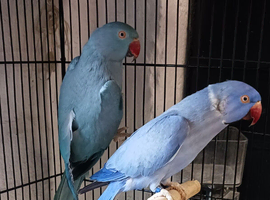 Bonded pair of beautiful coloured Ring necks available