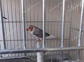 Bengalese and zebra finches