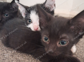 3 beautiful kittens for sale