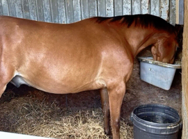 15.2 Standard Bred 3 Yr old Gelding