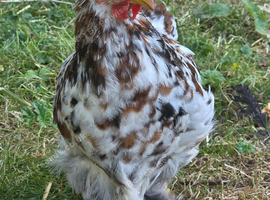Pekin bantam cockrells