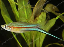 Swordtails free