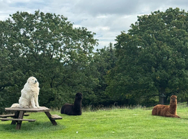 Male alpacas wanted