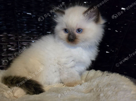 Ragdoll kitten one boy ready now