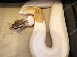 Baby male high white  leopard phantom pied