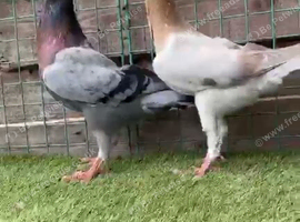 Pigeon for sale