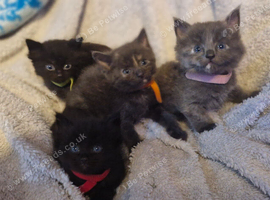 4 kittens for sale