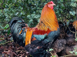 Quality Hatching Eggs &ndash; From a Small Independent Breeder   Hi there   I&rsquo;m a small, self-owned chicken breeder producing strong, healthy birds and high