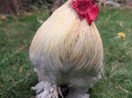 2 roosters free to good home.