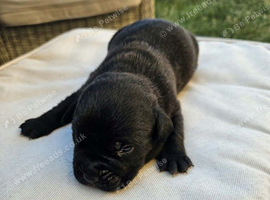 Bullador puppies