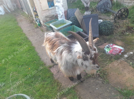 Male goat