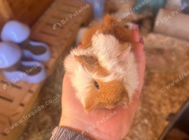 Peruvian Guineapigs