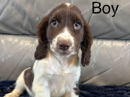 Cocker Spaniel Last Boy ready now