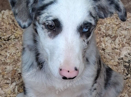 Blue and Tri Blue Merle pups