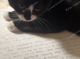 Black kitten