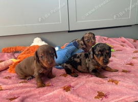 Beautiful litter of standard Dachshunds