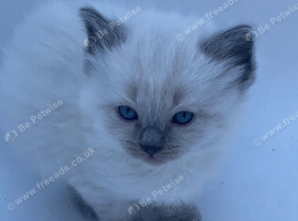 Beautiful Male Ragdoll Kittens