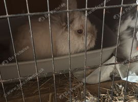 Lionhead Buck