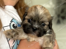 KC registered Lhasa Apso pups