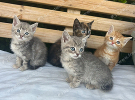! 2 left ! 4 kittens for sale