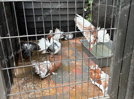 Fantails for sale