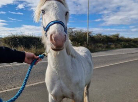 White and red cob for sale