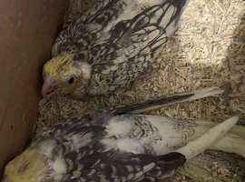 Baby cockatiels