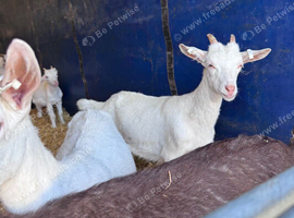 Female goat kids