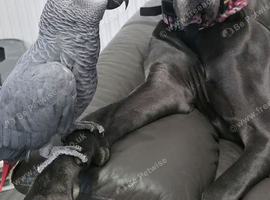 Male african grey