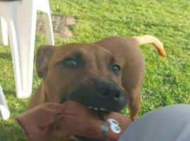 5 month old friendly dog