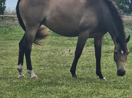 2yr old Buckskin Filly