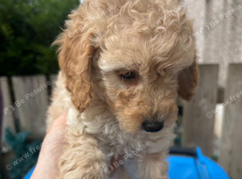 Poodles