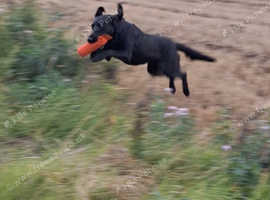 Dog Training