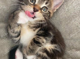 Maine coon x bengal kittens