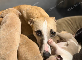 Wonderful Whippet litter