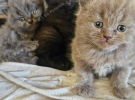 British short haired cross kittens for sale